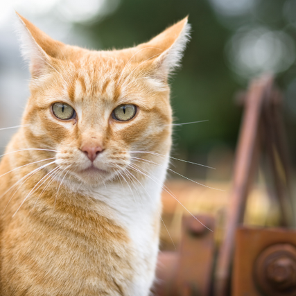 Cat A close-up of an orange cat.