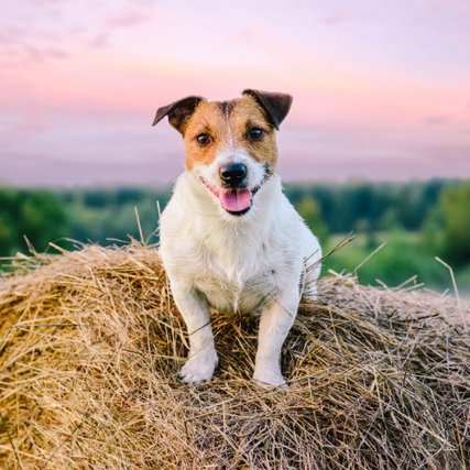 Dog A small dog laying on a round bale at sunset.