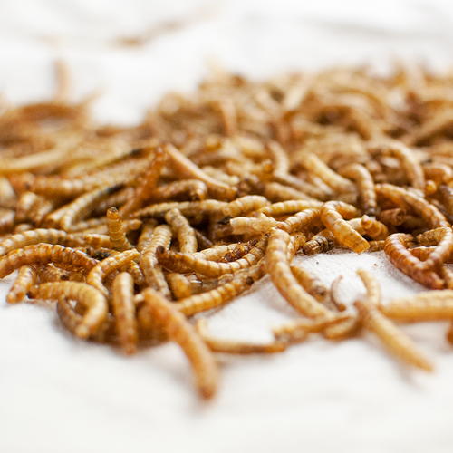Happy Hen Treats Mealworm Frenzy (3.5-oz)