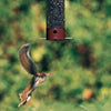Classic Brands Droll Yankees® Yankee Dipper® Squirrel-Proof Bird Feeder (5 lb. capacity)