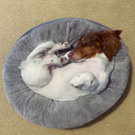 Tall Tails Dream Chaser Donut Bed (Charcoal 18 x 18)