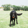 Petmate Chuckit! Breathe Right Fetch Ball (Medium)