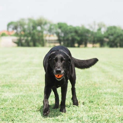 Petmate Chuckit! Breathe Right Fetch Ball (Medium)