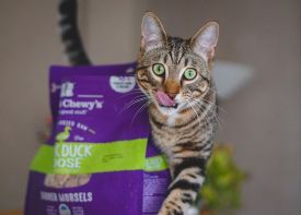 Stella & Chewy's Duck Duck Goose Grain Free Dinner Morsels Freeze Dried Cat Food (3.5-oz)