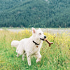Benebone Bacon Stick (MD)