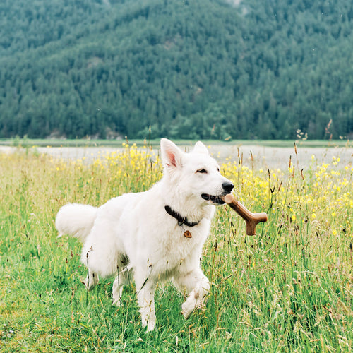 Benebone Bacon Stick (MD)