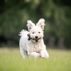 Benebone Maplestick (Maple Large)