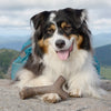 Benebone Maplestick (Maple Large)