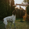 Benebone Maplestick (Maple Large)