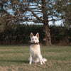 Benebone Maplestick (Maple Large)