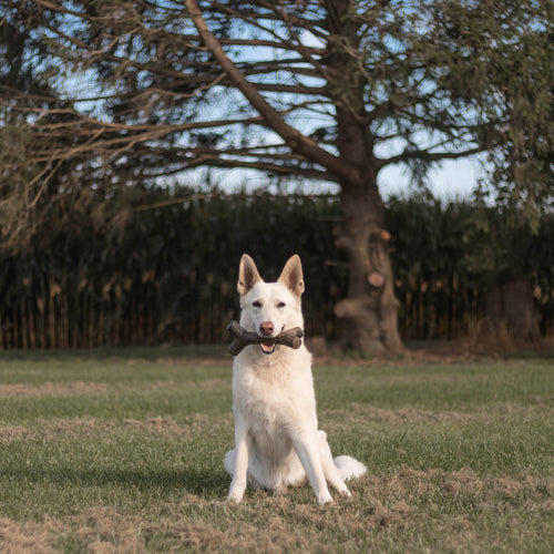 Benebone Maplestick (Maple Large)