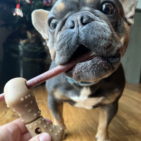 Tall Tails Treat Bone Chew Dog Toy (Large)