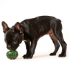 Woof Pupsicle Pops Dog Treats (Small Chicken)