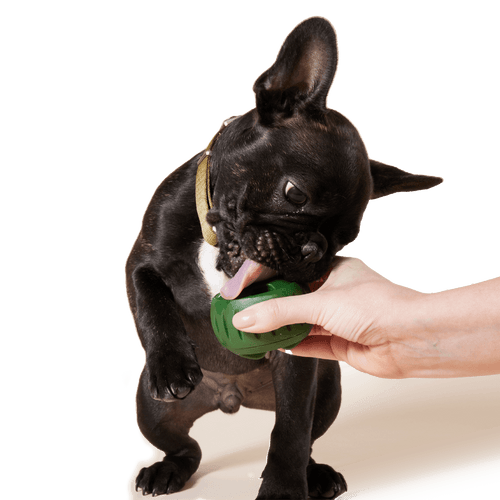 Woof Pupsicle Treat Tray (Large)