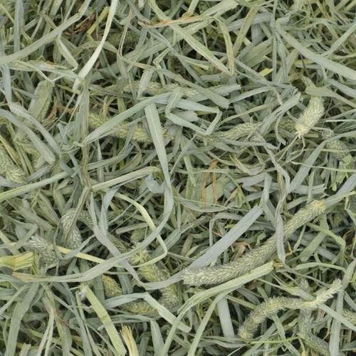 Oxbow Prime Cut Hearty & Crunchy Timothy Hay (40 oz)