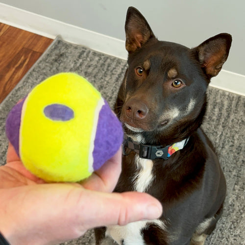 KONG AirDog Squeaker Knobby Ball  Dog Toy (Medium/Large)