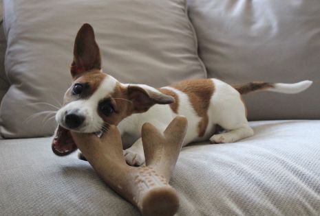 Tall Tails Antler Chew Dog Toy (Large)