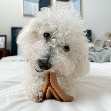 Tall Tails Antler Chew Dog Toy (Large)