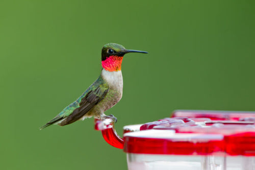 Aspects HighView Square Hummingbird Feeder (8 oz)