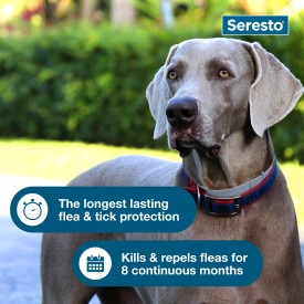 Seresto Flea and Tick Collar for Dogs (Small Dogs - Up to 18 lbs)