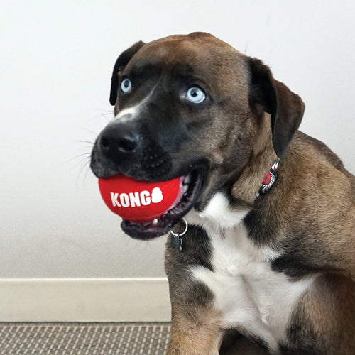 KONG Signature Sport Balls (Large 2-Pk / Assorted)