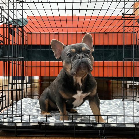 Territory Crate Mat for Dogs (Large)