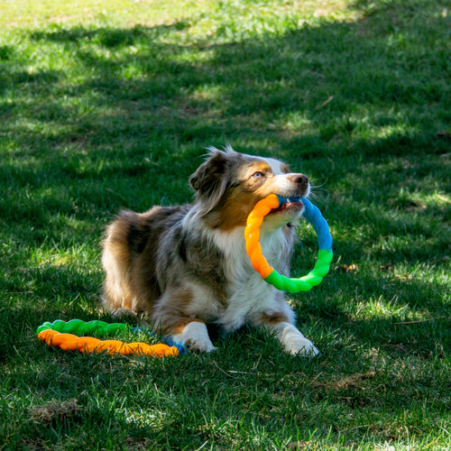 KONG Twistz High Viz Ring Dog Toy (Small)