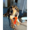 Nylabone Puppy Chew Freezer Dog Bone Lamb & Apple Flavor (Small/Regular - Up to 25 Ibs.)