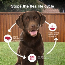 K9 Advantix II Flea, Tick & Mosquito Treatment & Prevention for Large Dogs (Dogs 21 - 55 lbs. | 1-Mo Supply)