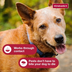 K9 Advantix II Flea, Tick & Mosquito Treatment & Prevention for Large Dogs (Dogs 21 - 55 lbs. | 1-Mo Supply)