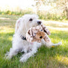 KONG Toughz Pup Dog Toy (Medium)
