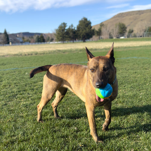 KONG Twistz High-Viz Ball Dog Toy (Large)