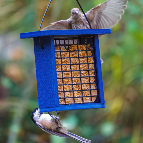 Birds Choice Recycled Plastic Suet Feeder in Blue