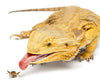 Live Crickets - Large or Small - Each   Timberline