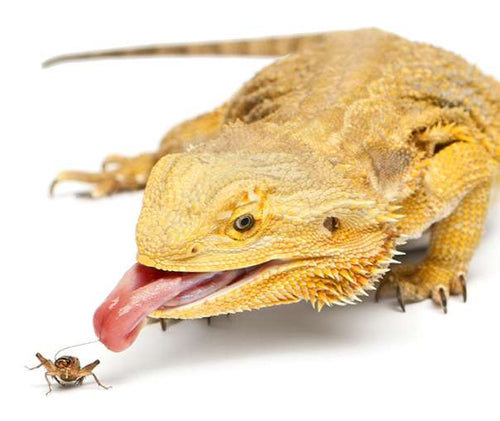 Live Crickets - Large or Small - Each   Timberline